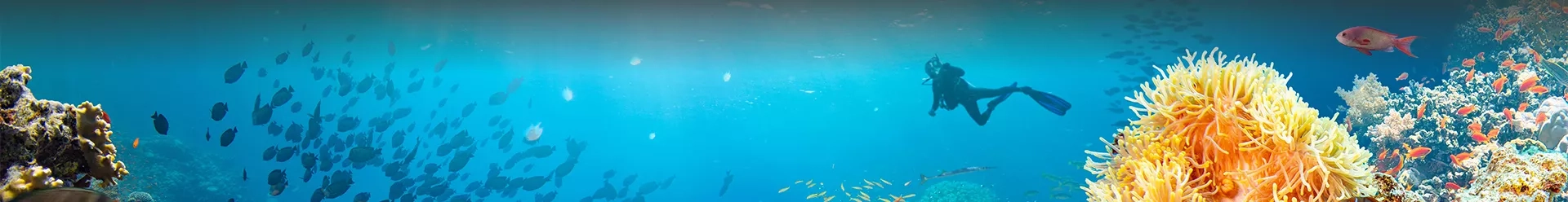 des fonds marins avec poissons et un plongeur