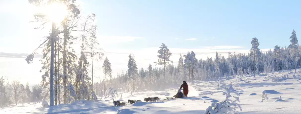 traineaux chiens paysage enneigé