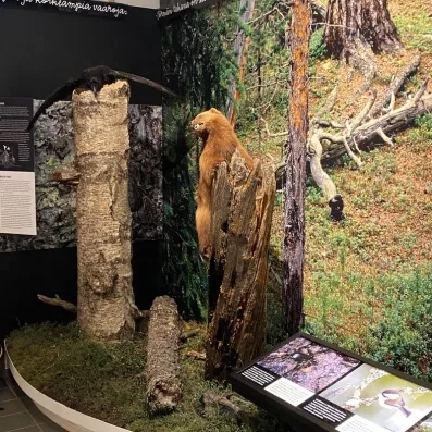 Exposition sur la faune sauvage arctique présentant un glouton naturalisé en forêt de Laponie finlandaise.