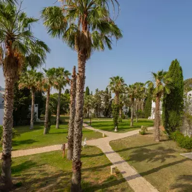 Allée de palmiers