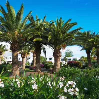 palmiers dans le jardin de l'hôtel