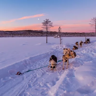 Meute de huskies au repos sous un ciel rose, paysage polaire magique, séjour Matarengi Lodge.