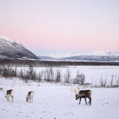 Troupeau de rennes dans la toundra enneigée face aux montagnes, faune sauvage de Laponie.