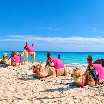 la plage de sable fin avec dromadaire au César Thalasso à djerba en tunisie 