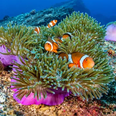 Poissons-clowns dans leur anémone, plongée sous-marine et biodiversité exceptionnelle lors d'un séjour en mer Rouge.