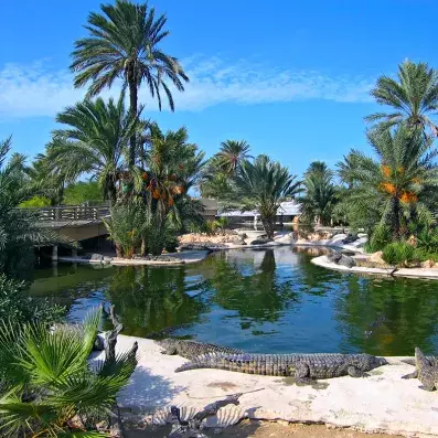 Djerba Explore Park, parc culturel et musée du patrimoine tunisien, en photo des crocodiles dans un bassin
