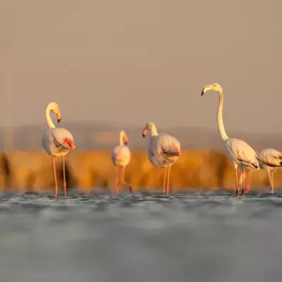 Île des Flamants roses à Djerba, réserve naturelle entre lagune, oiseaux migrateurs et paysages sauvages