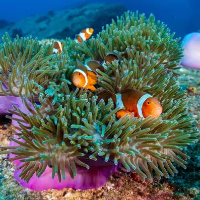 Poissons-clowns et coraux colorés en mer Rouge à Hurghada, spot de snorkeling et plongée sous-marine aux eaux cristallines