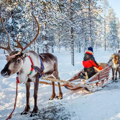 Traîneau à rennes en Laponie finlandaise, expérience hivernale authentique au cœur des forêts enneigées