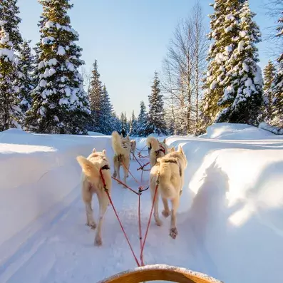 Traîneau à chiens en Laponie, aventure nordique en pleine nature enneigée de Finlande