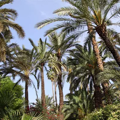 Palmeraie de Marrakech, oasis de palmiers aux portes de la ville, cadre naturel idéal pour balades et excursions au Maroc.