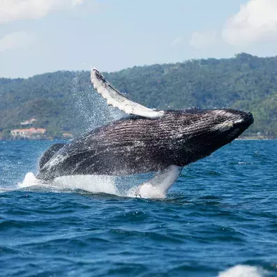 Baie de Samaná en République dominicaine, paysages sauvages, mer bleu profond et nature tropicale préservée, une baleine sortant de l'eau