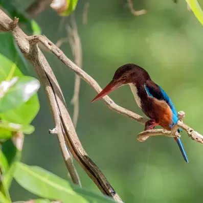 Parc national de Sirinat à Phuket et plage bordée de pins, oiseau tropical coloré sur une branche