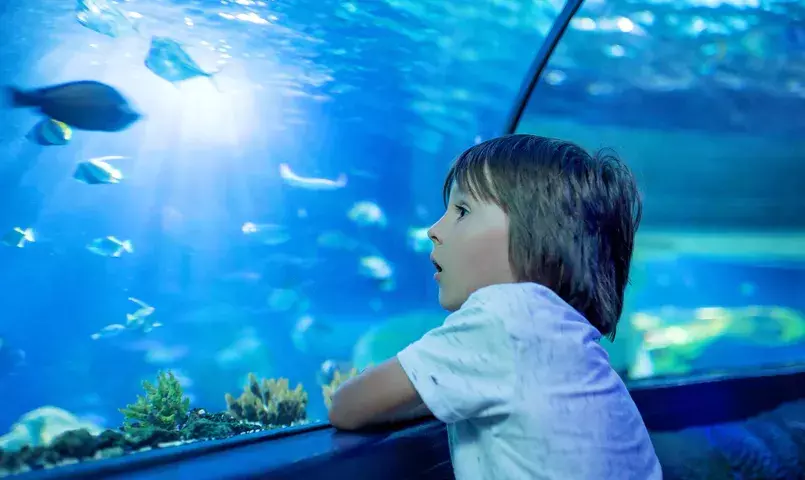 Activités à faire avec les enfants à Majorque : aquarium, plages, nature et loisirs en famille aux Baléares. Enfant contemplant un aquarium