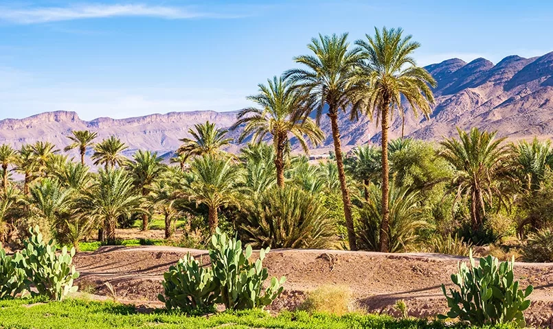 Oasis avec l'Atlas au Maroc