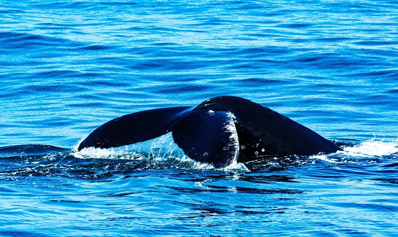 Une baleine émergeant de l'eau, avec sa queue dressée au-dessus de la surface. 